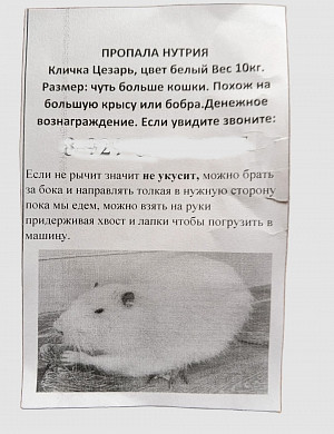 Цезарь дома: как в Иванове нашли сбежавшую нутрию